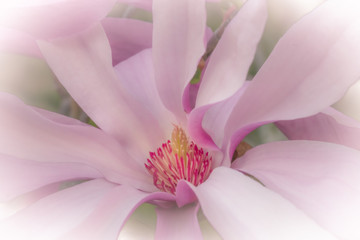 Closeup of a magnolia blossom in spring