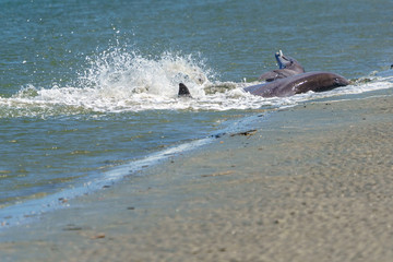 Fototapeta premium Kiawah River Dolphins Strandfeeding, Viewed From Seabrook Island