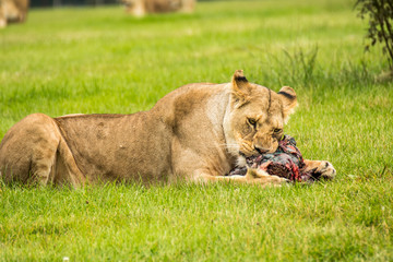 Large Lion lioness eating stalking meat. Fierce apex predator
