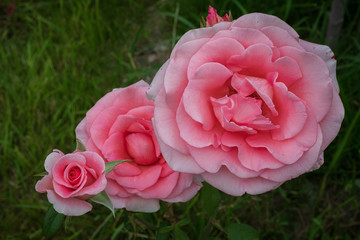 three beautiful flowers, pink rosebuds on a green background of grass.
