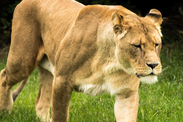 Large Lion lioness eating stalking meat. Fierce apex predator