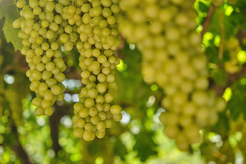 Natural, organic grapes and vine leaves in the vineyard