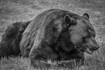 Fototapeta na wymiar Black Sun bear portrait safari pictures 