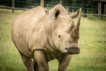 Fototapeta premium Southern White Rhino portrait safari