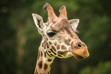 Giraffe zoo safari portrait closeup expression face head