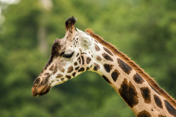 Giraffe zoo safari portrait closeup expression face head