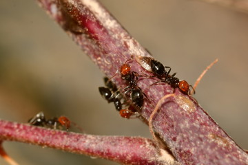 HORMIGAS