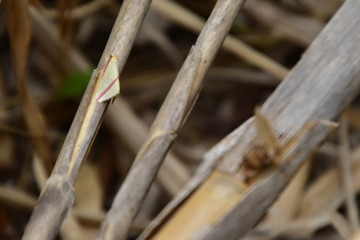 Fototapeta premium MARIPOSA AMARILLA