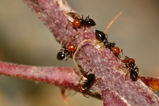 HORMIGAS