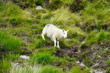 Ireland Nature, Sea and Landscape