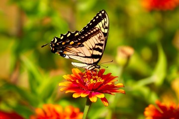 butterfly on flower