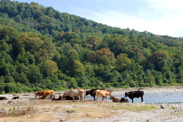 A herd of cows resting in the valley of the  river