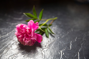 Pink Flower on Gray Slate