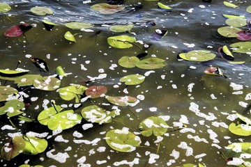Gelbe Teichrosen in bewegtem Wasser