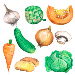 Watercolor set of vegetables, illustration vegetables, autumn and summer harvest