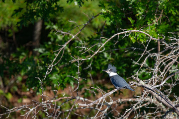 Belted Kingfisher (Megaceryle alcyon) perched on a dead branch in Wisconsin