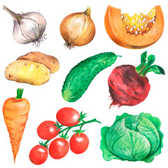 Watercolor set of vegetables, illustration vegetables, autumn and summer harvest