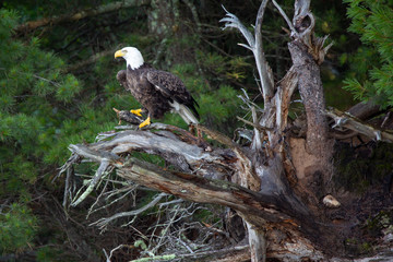 Bald Eagle (Haliaeetus leucocephalus) perching on a fallen tree with a fish in its talons on the Rainbow Flowage in Northern Wisconsin