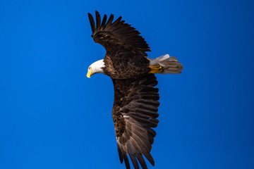 Bald Eagle (Haliaeetus leucocephalus) flying in a blue sky in Northern Wisconsin