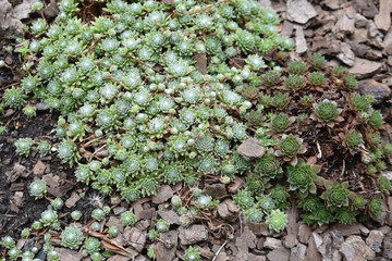 Joubarbe au jardin 