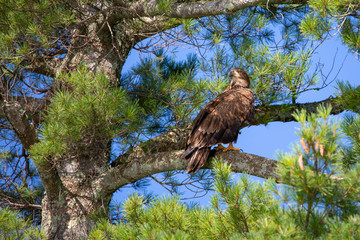 Bald Eagle (Haliaeetus leucocephalus) juvenal, perching on branch in Northern Wisconsin