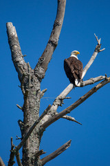 Bald Eagle (Haliaeetus leucocephalus) perching on a dead branch in Northern Wisconsin