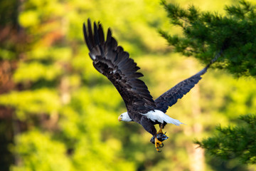 Bald Eagle (Haliaeetus leucocephalus) with a fish on Rainbow Flowage  in Northern Wisconsin
