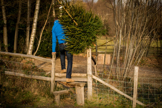 Taking Real Authentic Christmas Tree Home. Cut Down And Carry