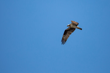 osprey (Pandion haliaetus) flying in a blue sky with copy space