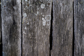 The texture of old cracked boards covered with lichen.