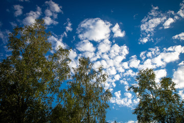 Obraz premium Three huge birch trees with foliage shot from the ground up against a blue sky with scattered clouds