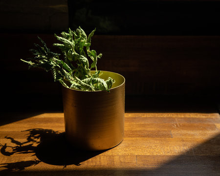 Dried Herbs In Gold Cup With Harsh Light And Shadow