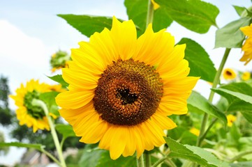 Sunflower and bumblebee