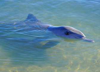 Fototapeta premium A wild dolphin in the water in Shark Bay, Australia