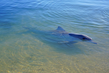 Fototapeta premium A wild dolphin in the water in Shark Bay, Australia