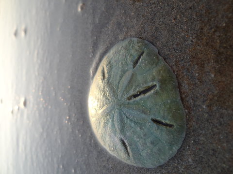 Living sand dollar (Mellita longifissa) at a beach in north Peru