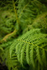 Grüner Farn im Sommer