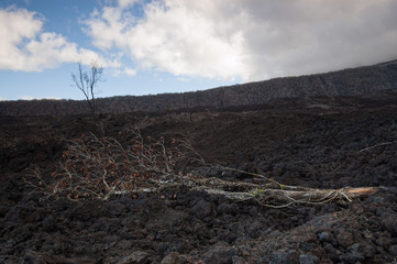 Tree trunk in frozen lava