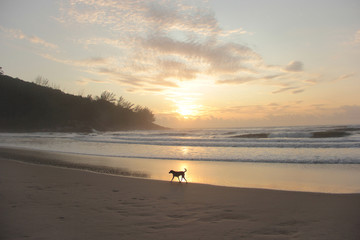 Fototapeta na wymiar dog watching the sunrise on the beach