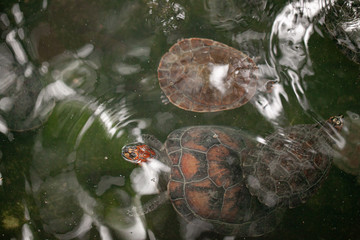 amazon turtles