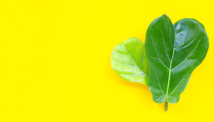 Ficus lyrate leaves on yellow background.