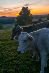 Kühe auf einer Weide in Berglandschaft