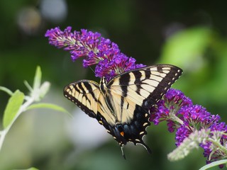 Yellow Swallow Tail on Purple Butterfly Bush