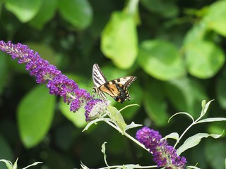 Yellow Swallow Tail on Purple Butterfly Bush