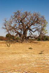 isolated baobab