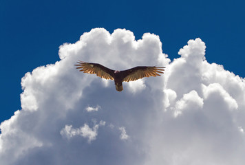 Turkey Vulture and Dramatic Clouds