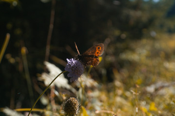 Obraz premium Schmetterling schnuppert an Blume