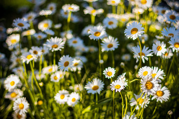 Fototapeta premium Blooming chamomiles on sunny day