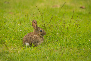 Juvenile Wild Bunny Rabbit 