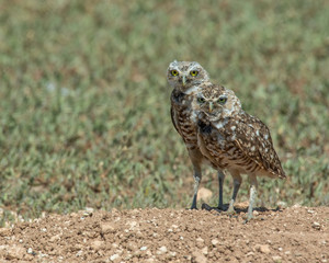 Burrowing Owl on the Texas Prairie 